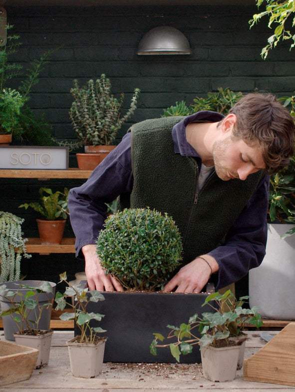 How to plant a windowsill box